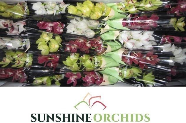 <h4>CYMB MI GEM</h4>