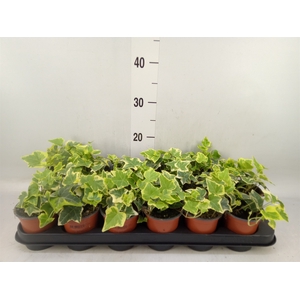 Hedera helix 'Goldchild'