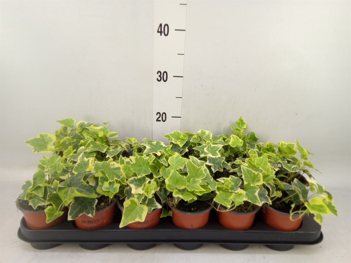 <h4>Hedera helix 'Goldchild'</h4>
