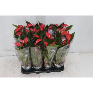 ANTHURIUM TRILLIONS RED P06