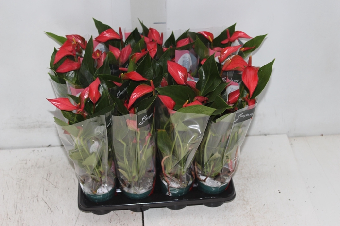 <h4>ANTHURIUM TRILLIONS RED P06</h4>