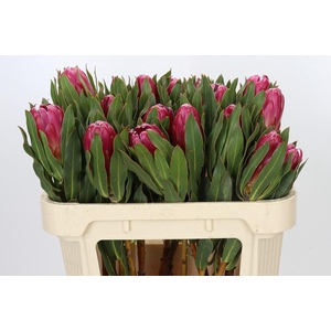 Protea Brenda