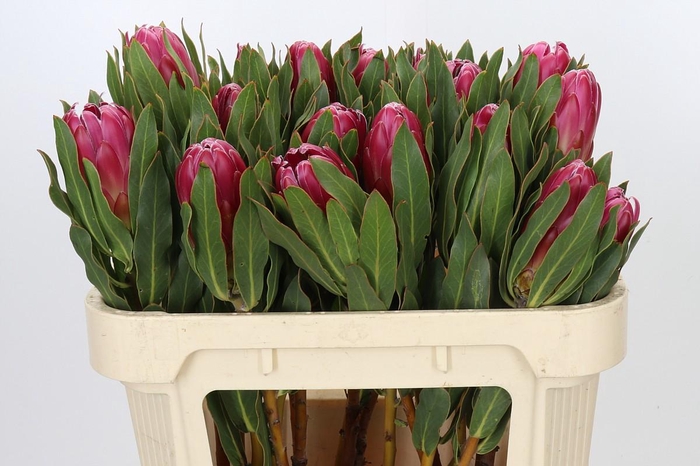Protea Brenda