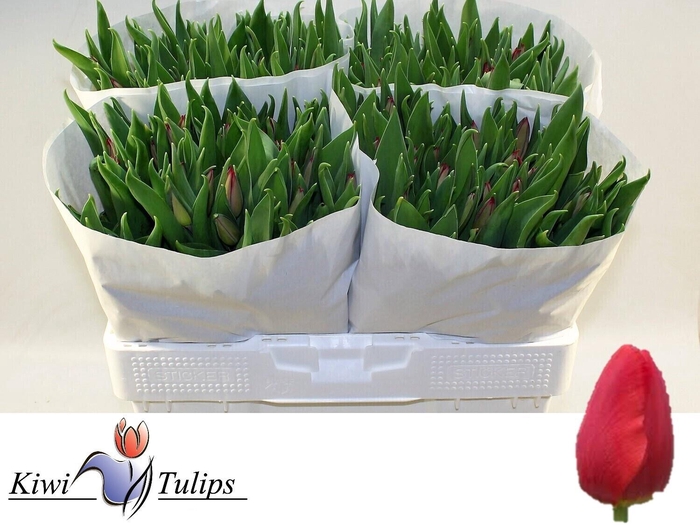 <h4>TU EN FIRST STAR</h4>