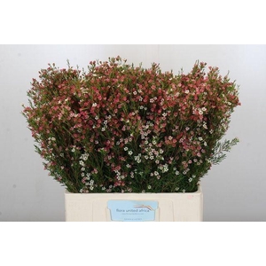 Chame My Sweet 16 Flora United