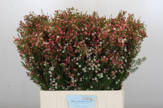 <h4>Chame My Sweet 16 Flora United</h4>