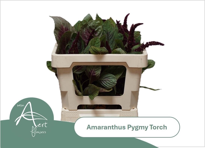 <h4>AMAR HY PYGMY TORCH</h4>