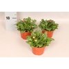 Bellis perennis Red