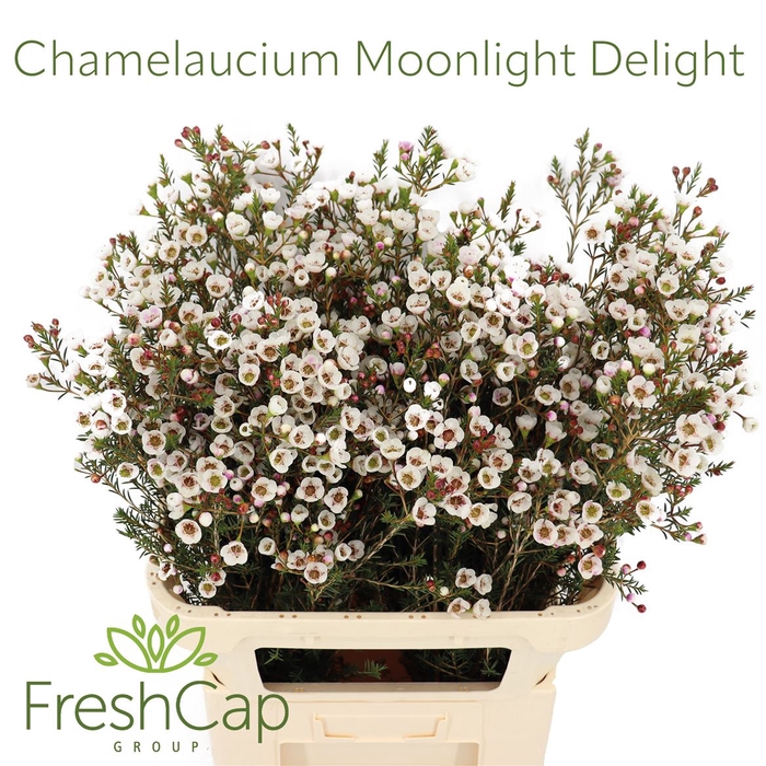 Chamelaucium Moonlight Delight