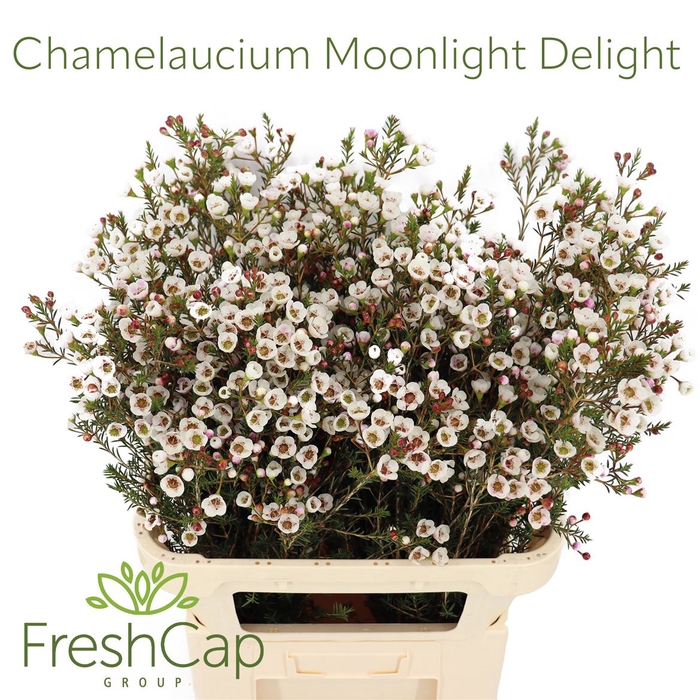 <h4>Chamelaucium Moonlight Delight</h4>