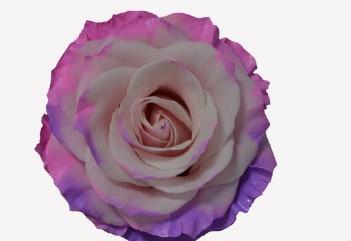 <h4>R GR TINTED SWEET LOVE</h4>
