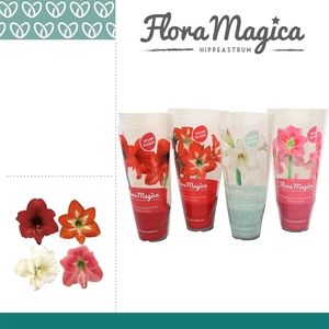 Amaryllis Kolibri Mix 1 knop FM hoes