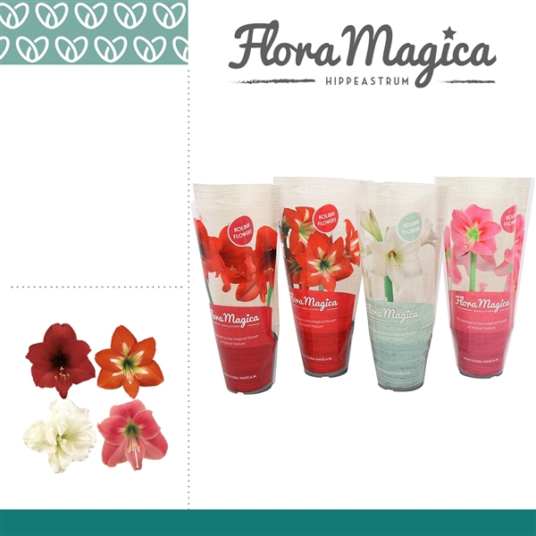 <h4>Amaryllis Kolibri Mix 1 knop FM hoes</h4>