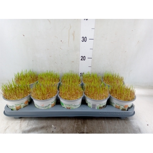 Hordeum sp.   ...kattegras zaai