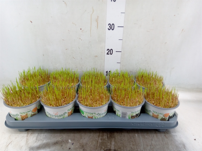 <h4>Hordeum sp.   ...kattegras zaai</h4>
