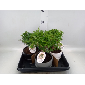 Bonsai ...mix