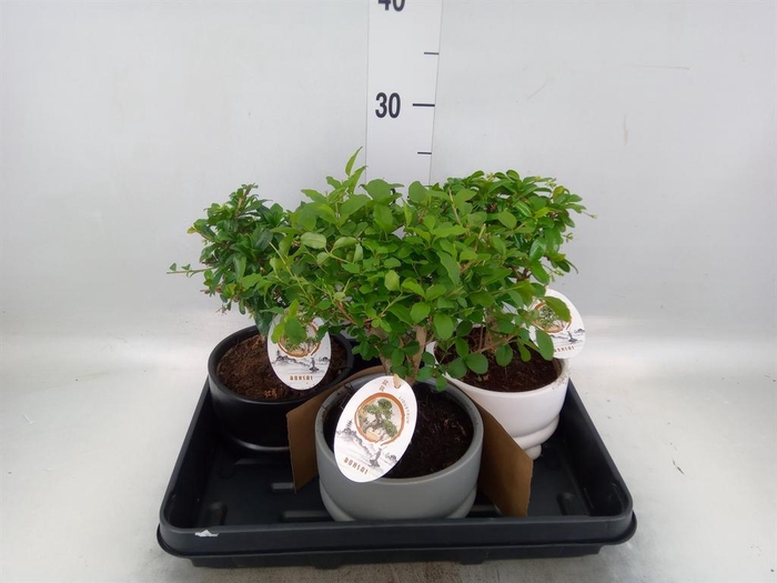 <h4>Bonsai ...mix</h4>