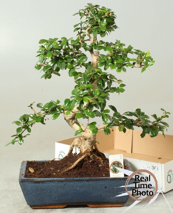 <h4>BONSAI GEM</h4>