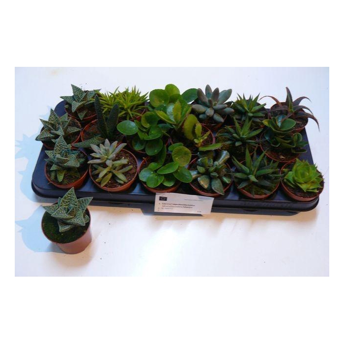 <h4>Succ Gem 6 Srt</h4>