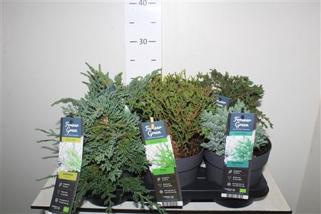 <h4>Coniferen Ov</h4>