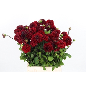 Dahlia Viking