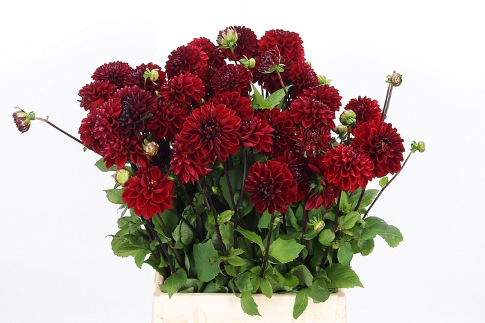 <h4>Dahlia Viking</h4>