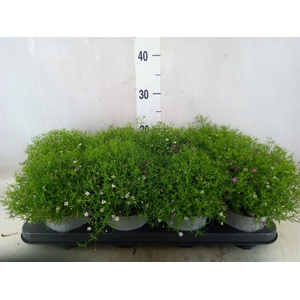 Gypsophila muralis   ...mix /pot
