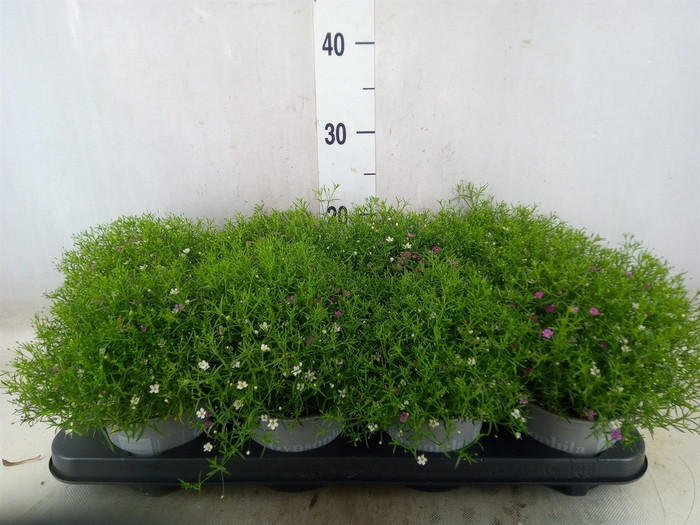 <h4>Gypsophila muralis   ...mix /pot</h4>