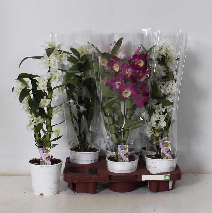 <h4>DEND NOBILE</h4>