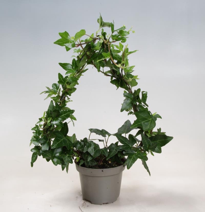 <h4>HEDERA HELIX p9</h4>