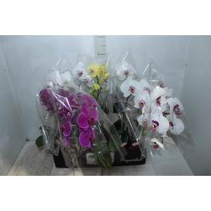 PHALAENOPSIS CASCATA P12