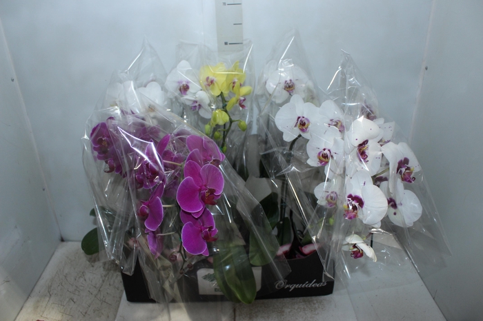 <h4>PHALAENOPSIS CASCATA P12</h4>