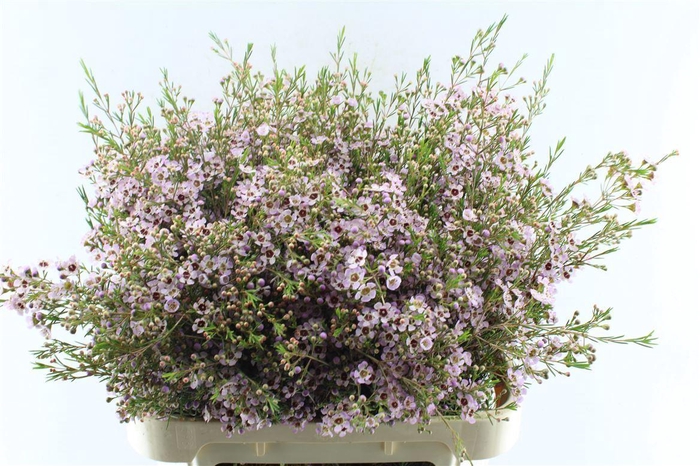 <h4>Chamelaucium Early Nir Pale Pink</h4>