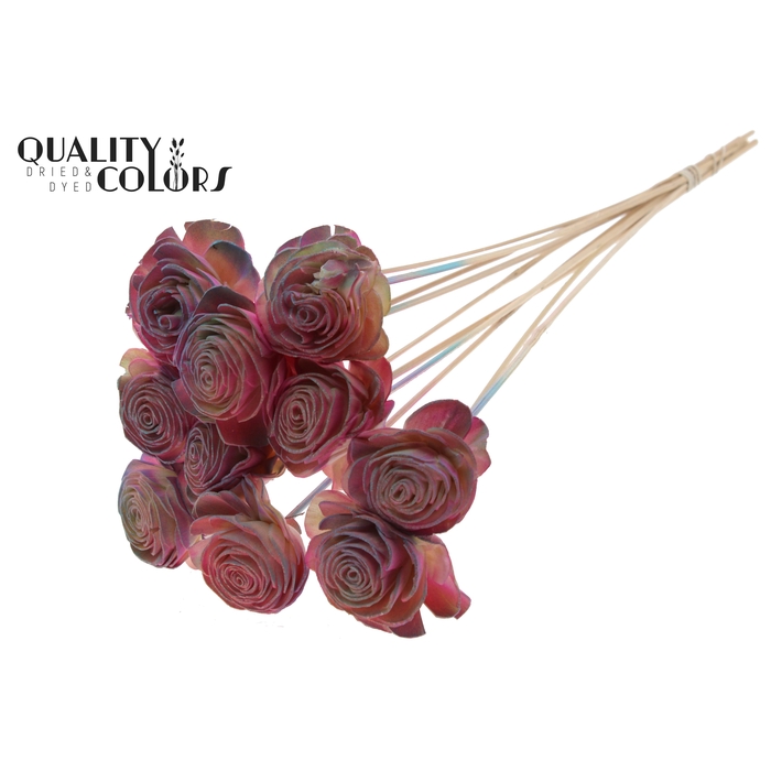 <h4>Shola Beauty Rose 6cm on stem Gradient Pink</h4>
