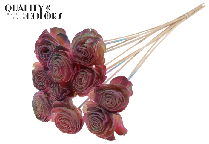 Shola Beauty Rose 6cm on stem Gradient Pink