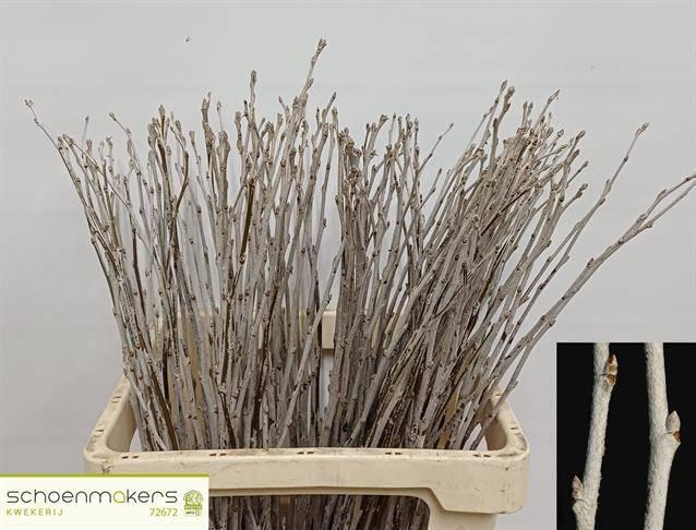 <h4>POPULUS ALBA</h4>