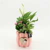 Arrangementen kamerplanten bloeiend H%