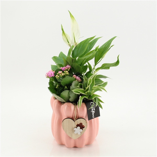 Arrangementen kamerplanten bloeiend H%