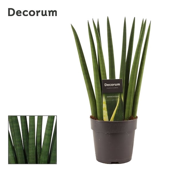 <h4>Sansevieria Cylindrica 12 cm Fan (Decorum)</h4>