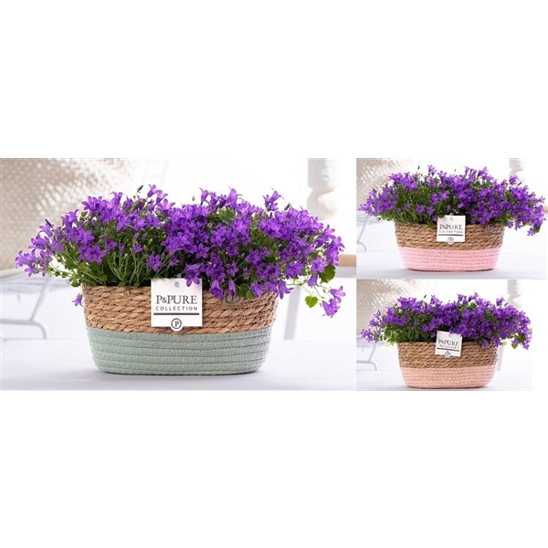 <h4>Campanula Porto LL Pure Field Basket</h4>