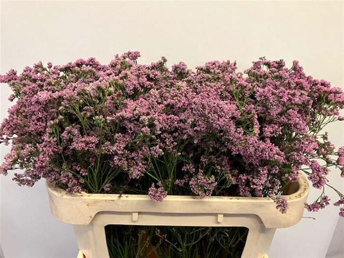 <h4>LIM MR SILVER PINK</h4>