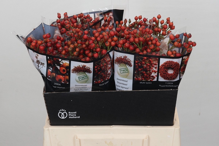 <h4>Rosehip Autumn Rosefruits</h4>