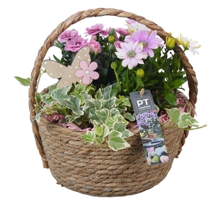 Arr.   Perkplanten H%