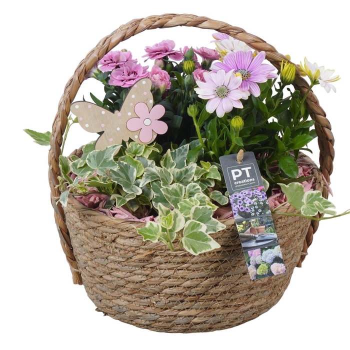 <h4>Arr.   Perkplanten H%</h4>