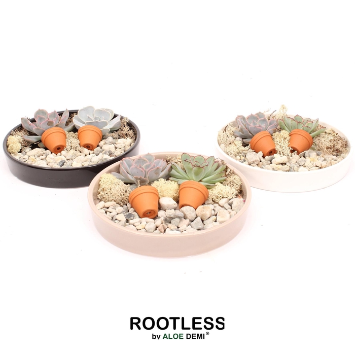 <h4>ROOTLESS Echeveria Botenic, panda bowl</h4>