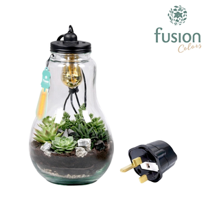 Glas Terrarium helder XXL Succulenten met verlichting met Engelse stekker