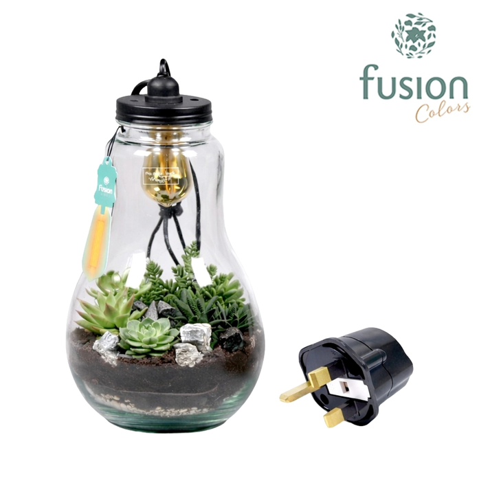 <h4>Glas Terrarium helder XXL Succulenten met verlichting met Engelse stekker</h4>