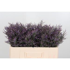 Lim Saf Dark Blue 50 10