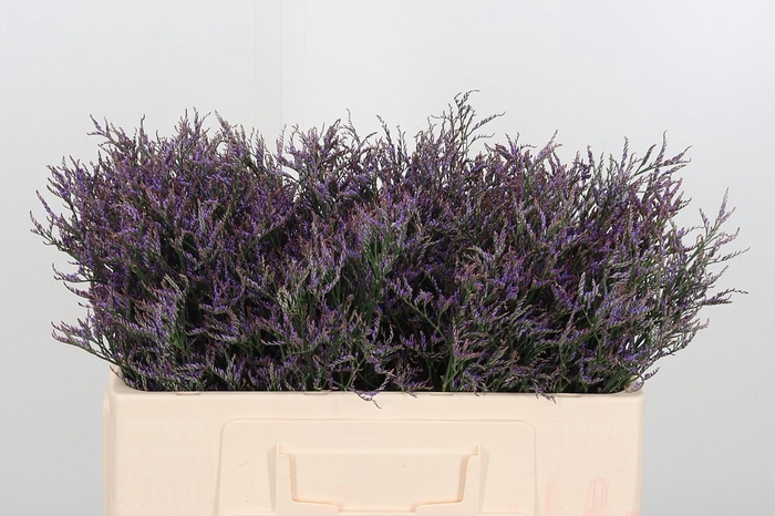 <h4>Lim Saf Dark Blue 50 10</h4>