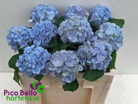 <h4>HYDR M CH VERENA BL</h4>